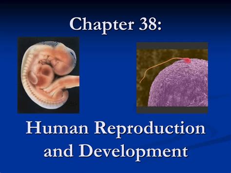 Ppt Chapter 38 Human Reproduction And Development Powerpoint