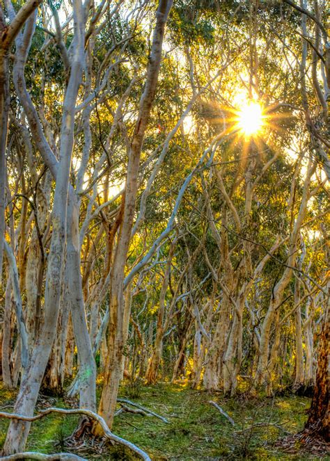 Sun Through Trees Sunset Through The Ghost Gums Mark Moore Flickr