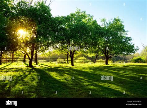 Sun Shining Through Trees On A Farm Stock Photo Alamy