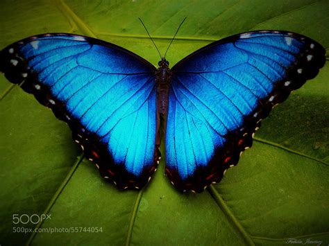 Photograph Blue Morpho Butterfly By Fabián Jiménez Román On 500px