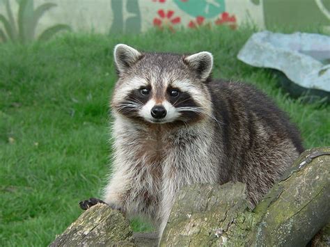 Picture 1 Of 9 Raccoon Procyon Lotor Pictures And Images Animals