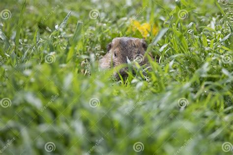 Furry Little Gopher Peeks Out Of Its Hole Stock Image Image Of