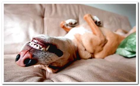 The different dog sleeping positions and their meaning. Meaning of the positions of the Dogs when sleeping - Dogsis