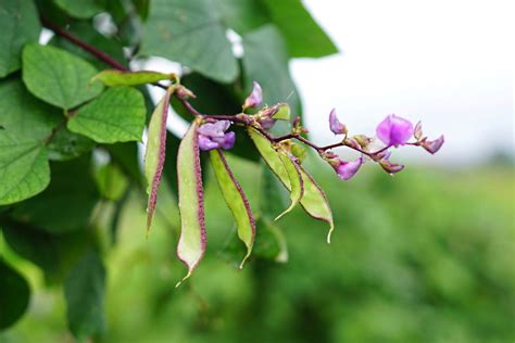How To Grow And Care For Purple Hyacinth Bean