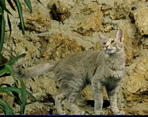 Oriental Longhair Cat Breed Info Fotos Temperament Andtraits Dierkeurnl