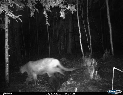 Dnr Verified Three Cougars In The U P From Photos