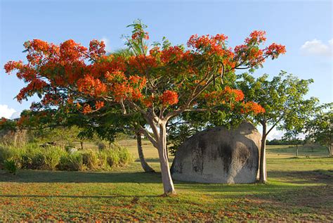 40 Flamboyant Tree Puerto Rico Stock Photos Pictures And Royalty Free