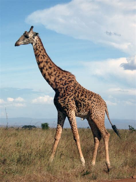 Giraffe Free Photo Download Freeimages