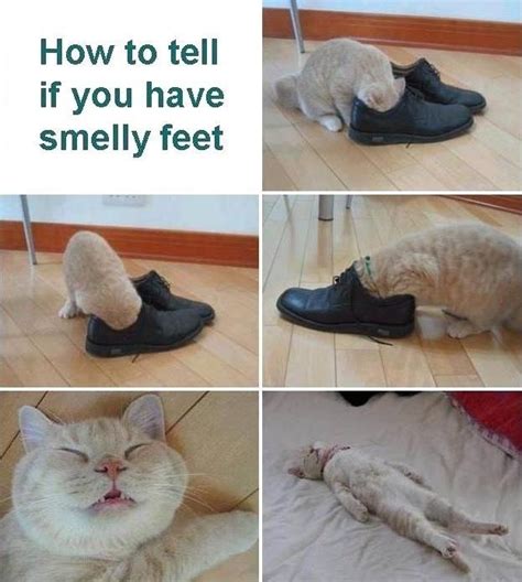 How To Tell If You Have Smelly Feet Funny Pictures Funny Pictures