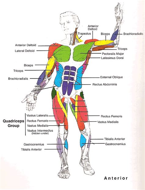 The muscles that move the human skeleton vary greatly in shape and size and extend to every part of our bodies. Muscles Diagrams: Diagram of muscles and anatomy charts ...
