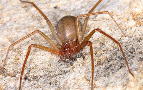 How To Identify And Get Rid Of Brown Recluse Spiders In Albany