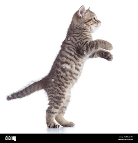 Cat Kitten Is Standing Side View Isolated On A White Background Stock