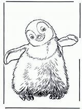 Penguin Coloring Printable Club sketch template