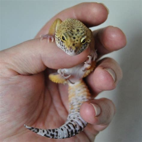 Their skin falls off itself, just. How to Make a Habitat for Your Pet Lizard | PetHelpful