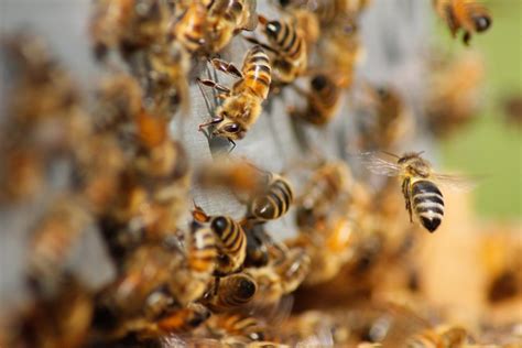 Extraordinary Video Shows Queen Bee Fighting One Of Her Disobedient
