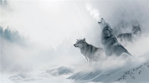 Wildlife Winter Wolves Hd Wallpaper Themes10win