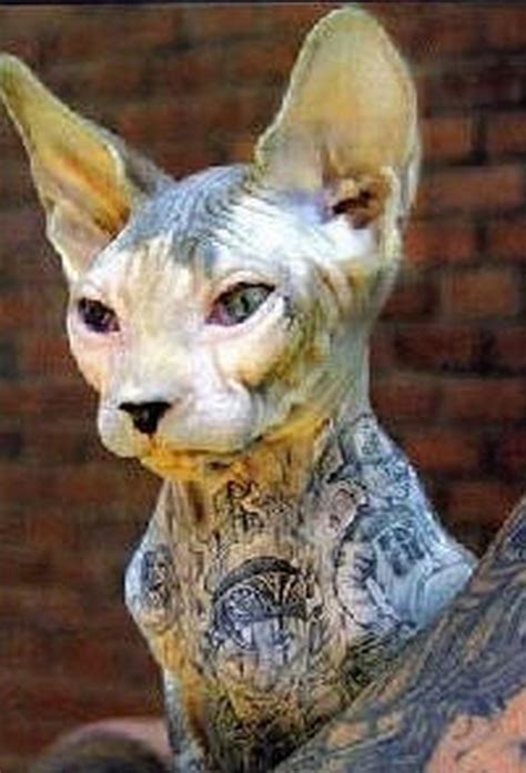Tattoo On Cats Designs Meaning Pictures Gallery
