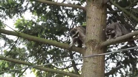raccoon sex in east vancouver youtube