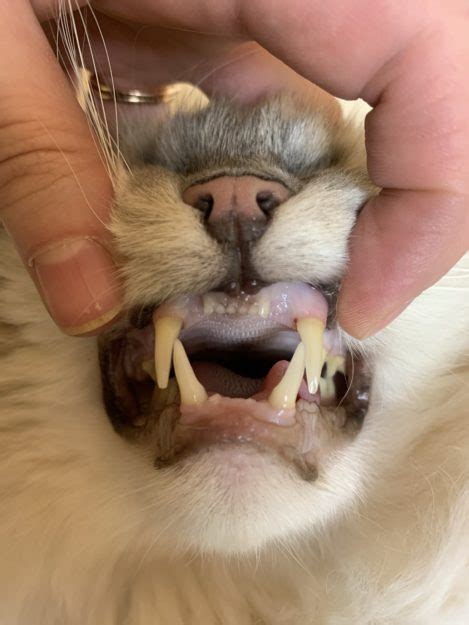 Brushing your cat's teeth regularly will help prevent problems including plaque and tartar buildup, gum disease, and bad breath. Cat Dental Cleaning Procedure: Ragdoll Cat Trigg's Dental ...
