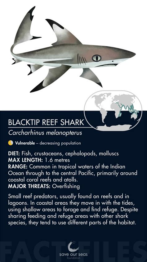 Blacktip Reef Shark Save Our Seas Foundation