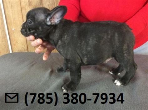 The mother of a current challenger player, diane's family has been. French Bulldog Puppies For Sale In Lafayette Louisiana | Top Dog Information