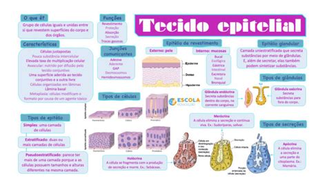 Mapa Mental Sobre Tecido Epitelial Baixe Gr Tis O Mapa Em Pdf