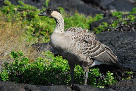 Meet The Nēnē Hawaiis Only Endemic Goose Pacific Birds Habitat