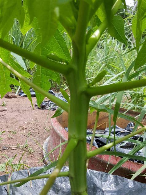 Grafted Papaya Early Flowering Within Weeks After Transplanting