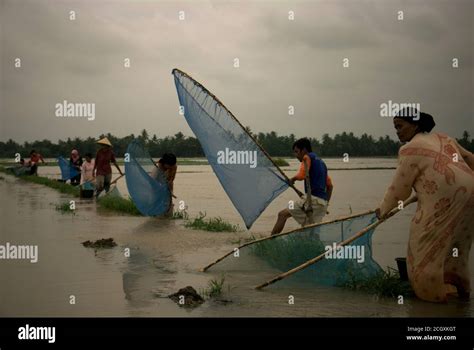 People Fishing On A Flooded Rice Field With Pushnets During A Rainy