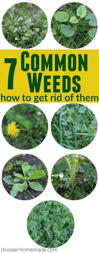 Common Weeds With Identification Pictures Hoosier Homemade