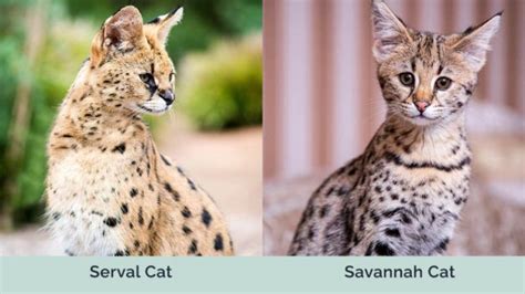 Serval Cat Vs Savannah Cat Visual Differences And Overview With