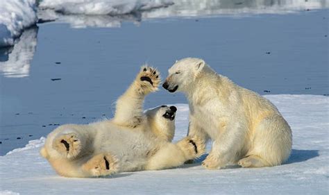 Polar Bears Caught Playing In The Snow In The Artic Circle Nature