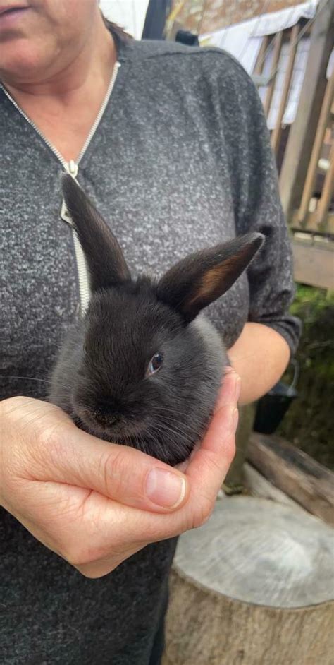 Black Baby Bunnies Rabbits In Annan Dumfries And