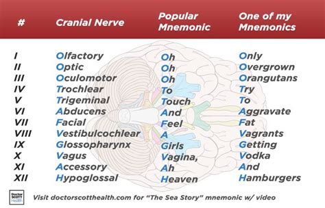 The cranial nerves are part of the peripheral nervous system this diagram labels the cranial nerves. Pin on Education