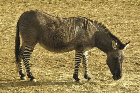 Zonkey Animal Facts Zebroid Zedonk Equus Zebra X Equus Asinus