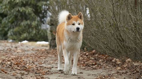 November 1923 in in der odate, präfektur akita, gestorben 8. Opiniones de hachiko