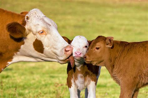 Care And Management Of Newly Born Calf Dairypesa