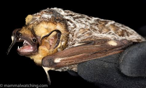 12 Types Of Bats In Florida With Pictures Animal Hype