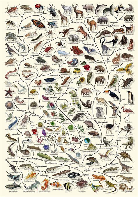 Evolution Poster Tree Of Life Poster Biology Lover T Etsy Uk