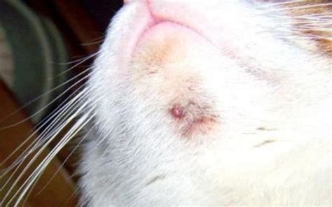 Cat Acne And Zits Feline Chin Acne Black Specks Under Chin
