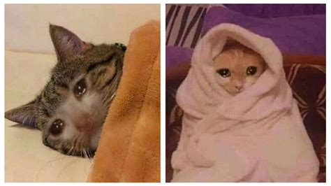 6 Memes De Gatos Llorando Para Compartir En Esos Días De Tristeza Petlife