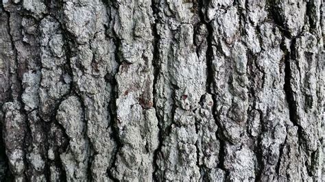 Closeup Photo Of Tree Bark Free Image Download