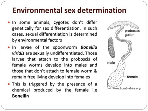 environmental control sex determination