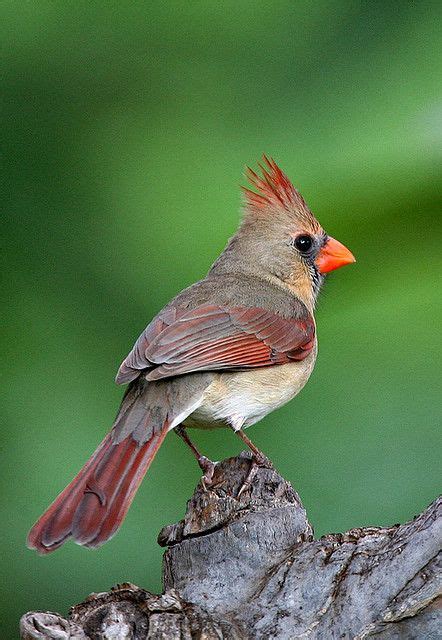 Lady Cardinal Female Northern Cardinal Janine Russell Photo Was