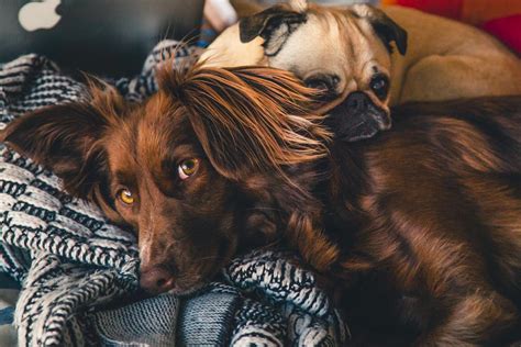 10000 Best Dogs Photos · 100 Free Download · Pexels Stock Photos