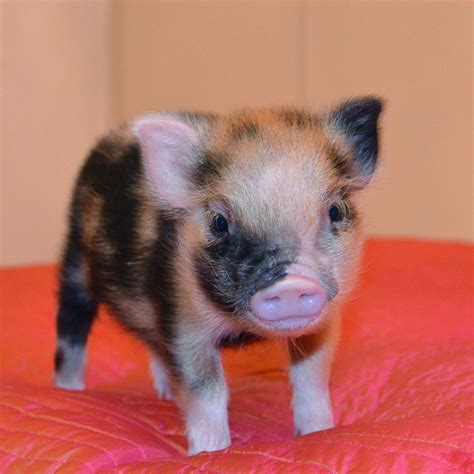 Pin On Mini Pigs Cute Photos And Videos Different Animals