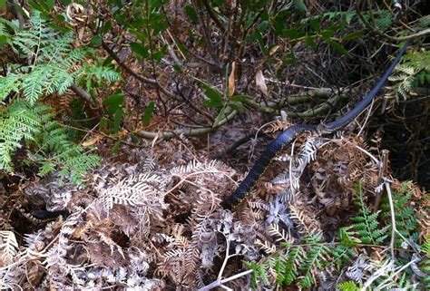 Bushwalk Australia View Topic Snakes I Hate Snakes