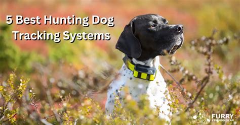 Top 5 Best Hunting Dog Tracking Systems
