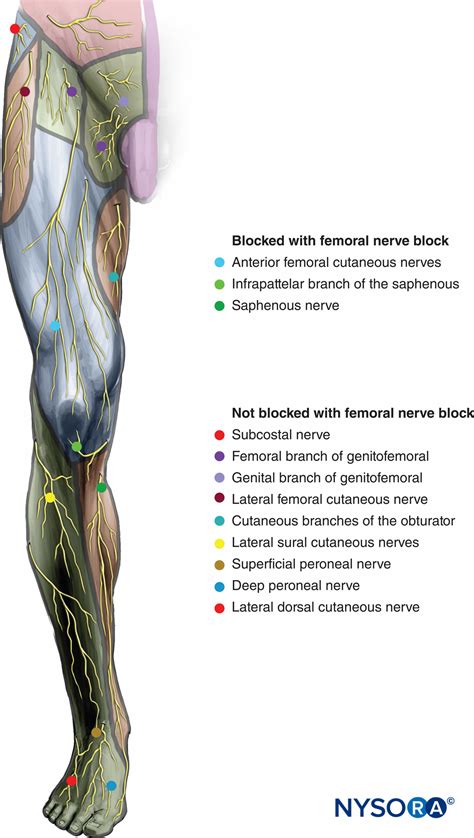 Regional Anesthesia Sensory Innervation Of The Femoral Nerve And