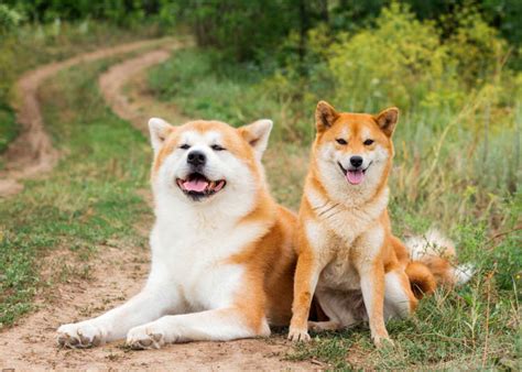 6 Japanese Dog Breeds That Will Make Your Heart Melt
